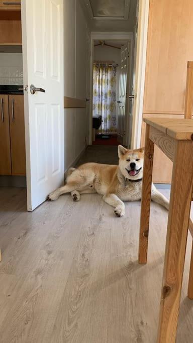 Domek Holenderski Jasnotka Golubie Esterno foto